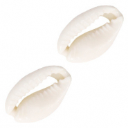 Abalorios concha kauri Blanco natural